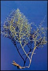 Photo of Camel Thorn
