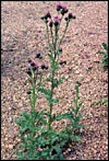 Photo of Canada Thistle