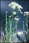 Photo of Hoary Cress