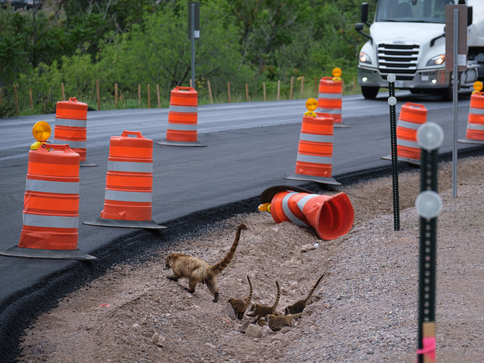A photo of cones at the side of the road with small animals wanting to cross the road