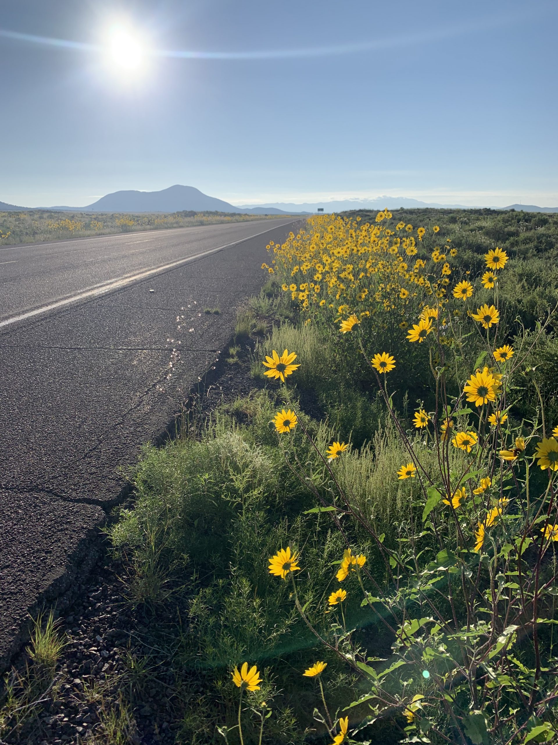 Flowers on Roadside Image