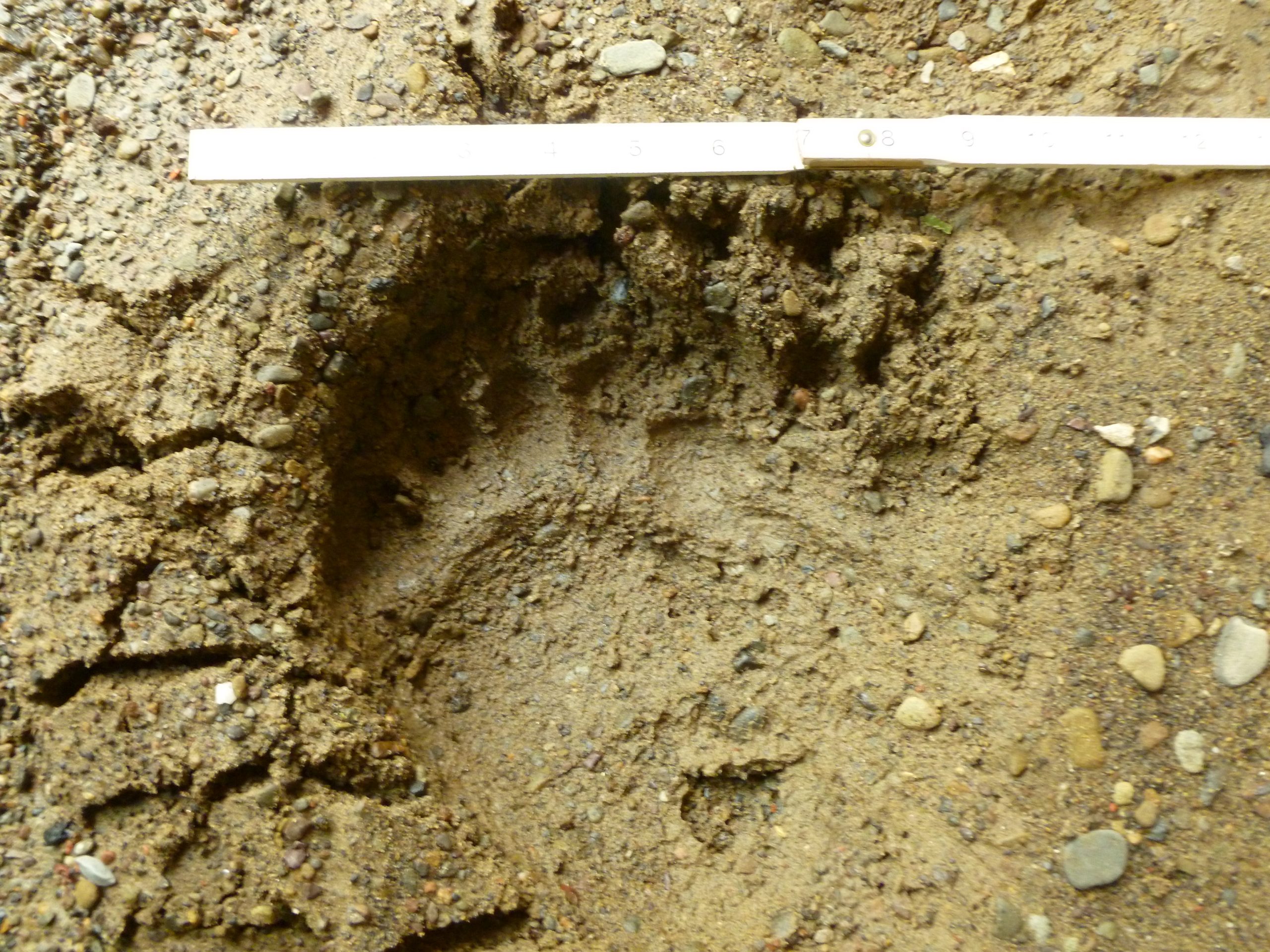 footprint image