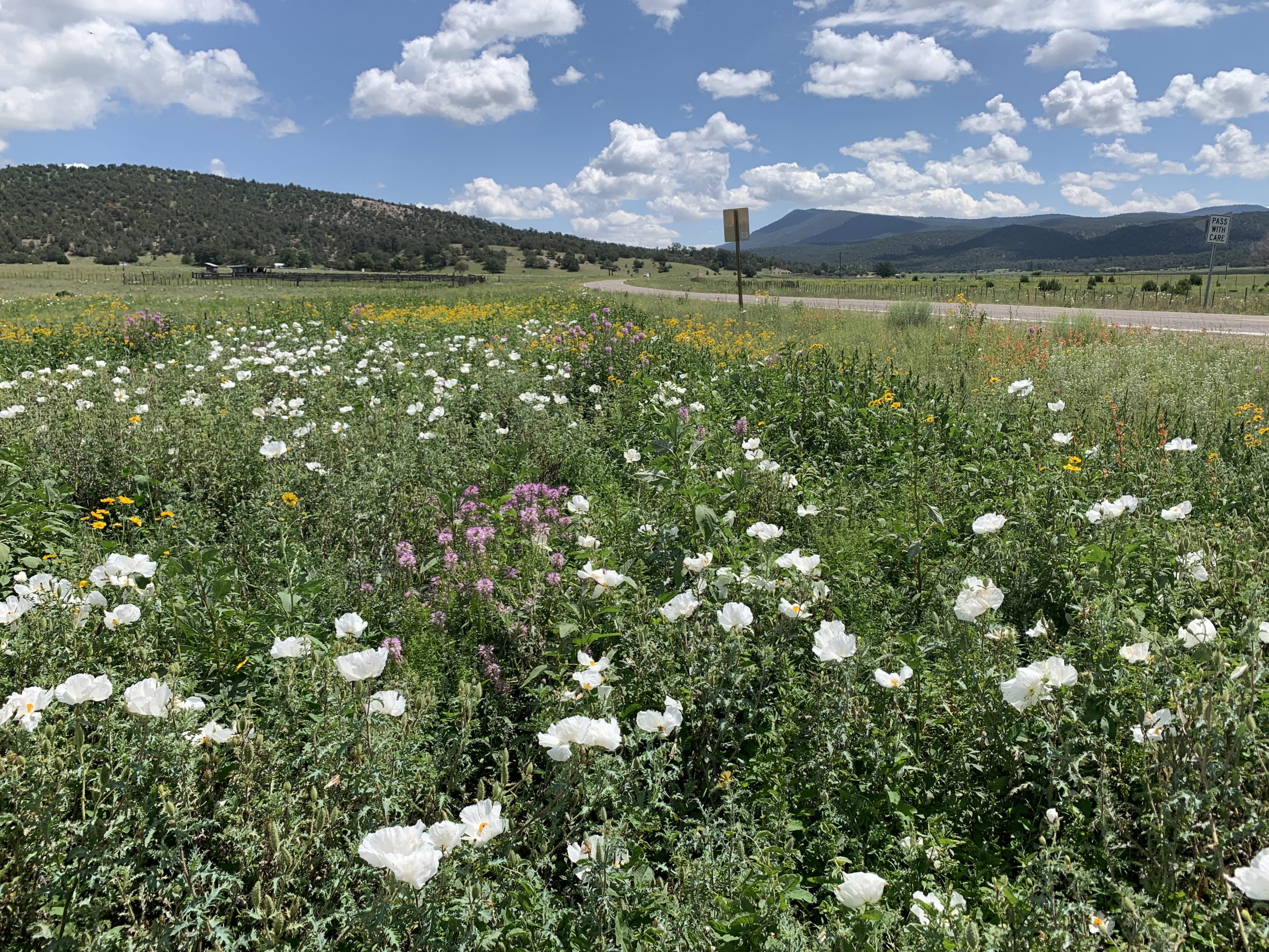 meadow of flowers