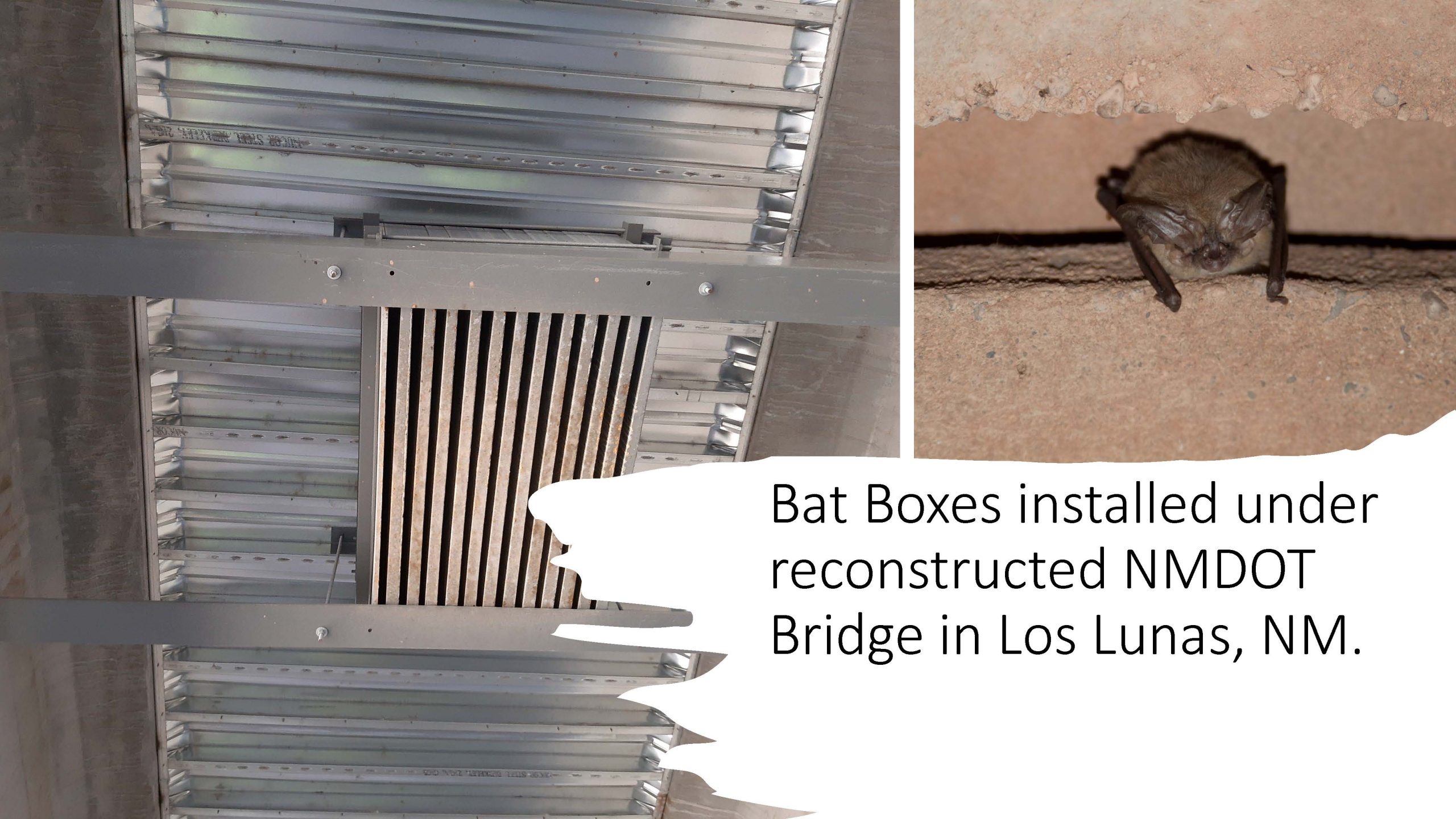 bat bridges and bat in boxes image