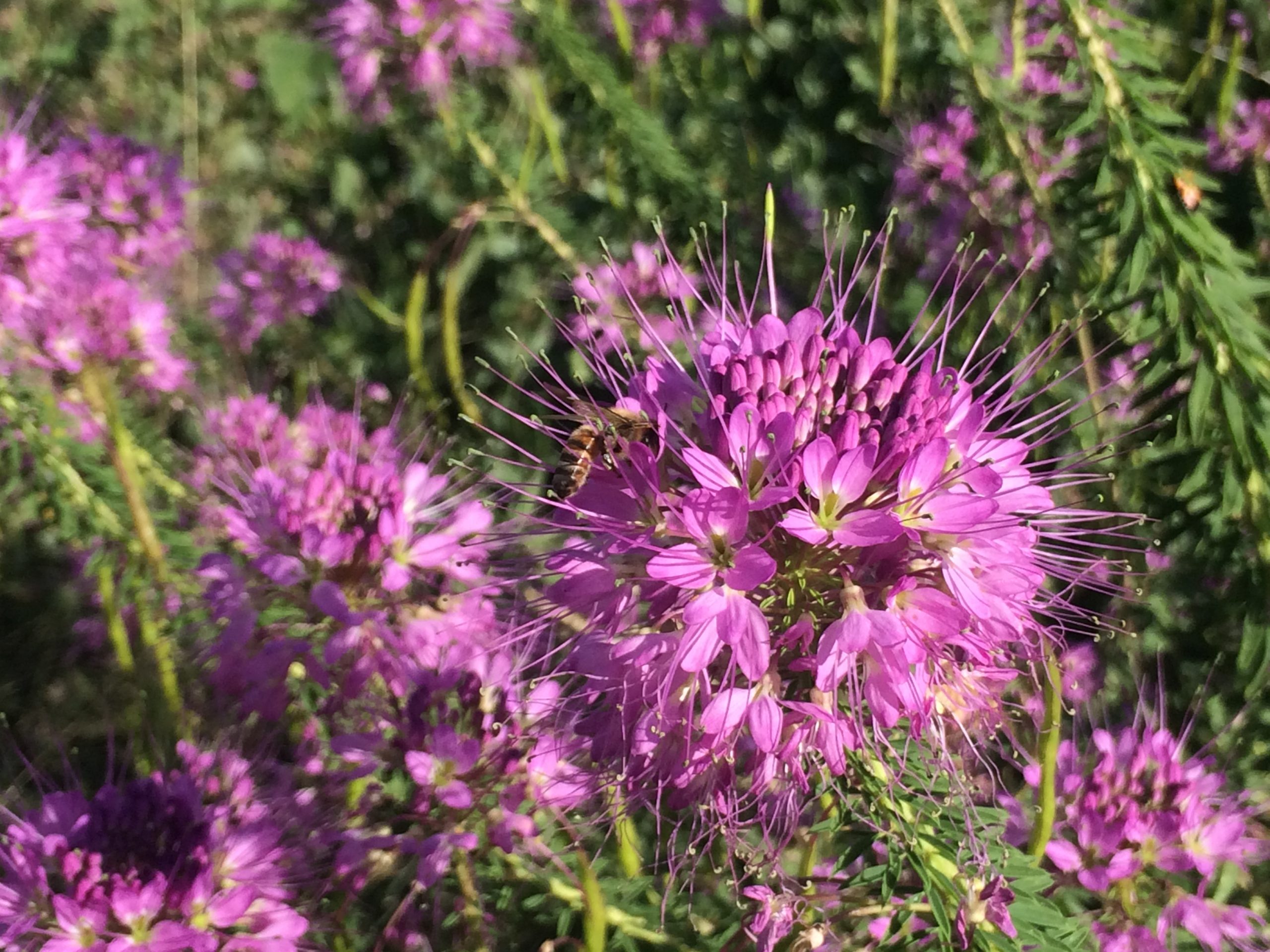 Bee plant with honeybee