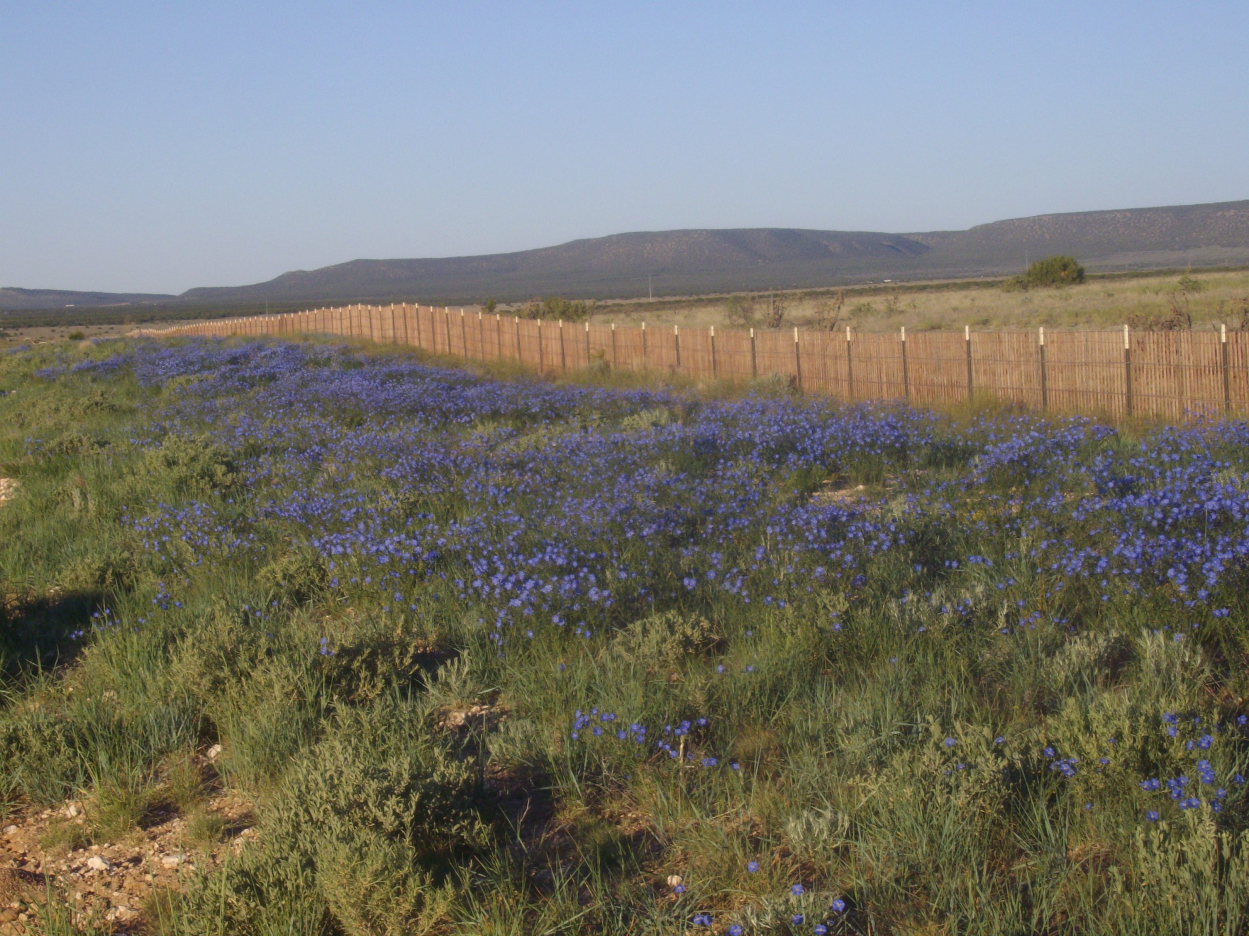 image of roadside flowers