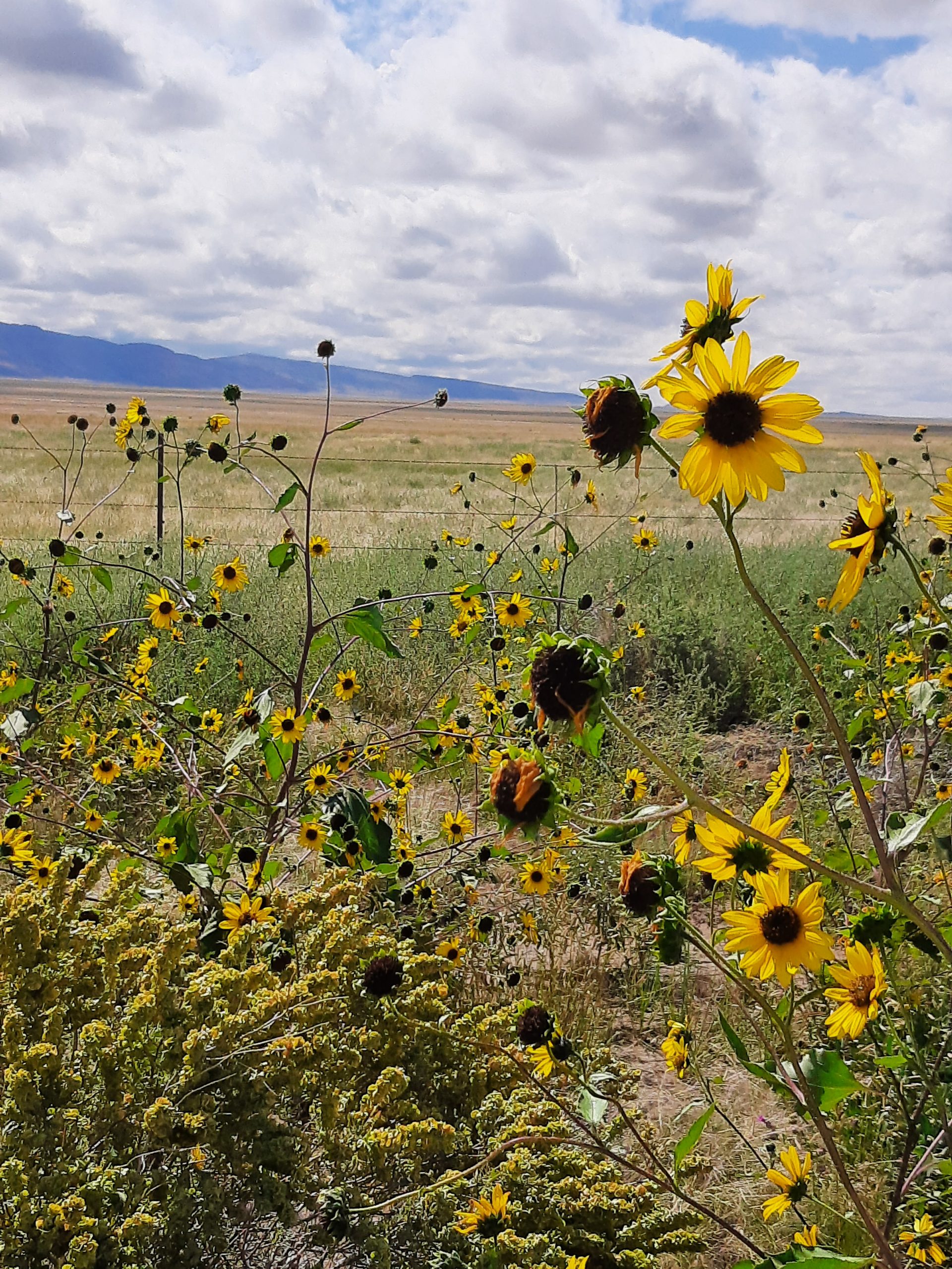 Pecos sunflower along roadway