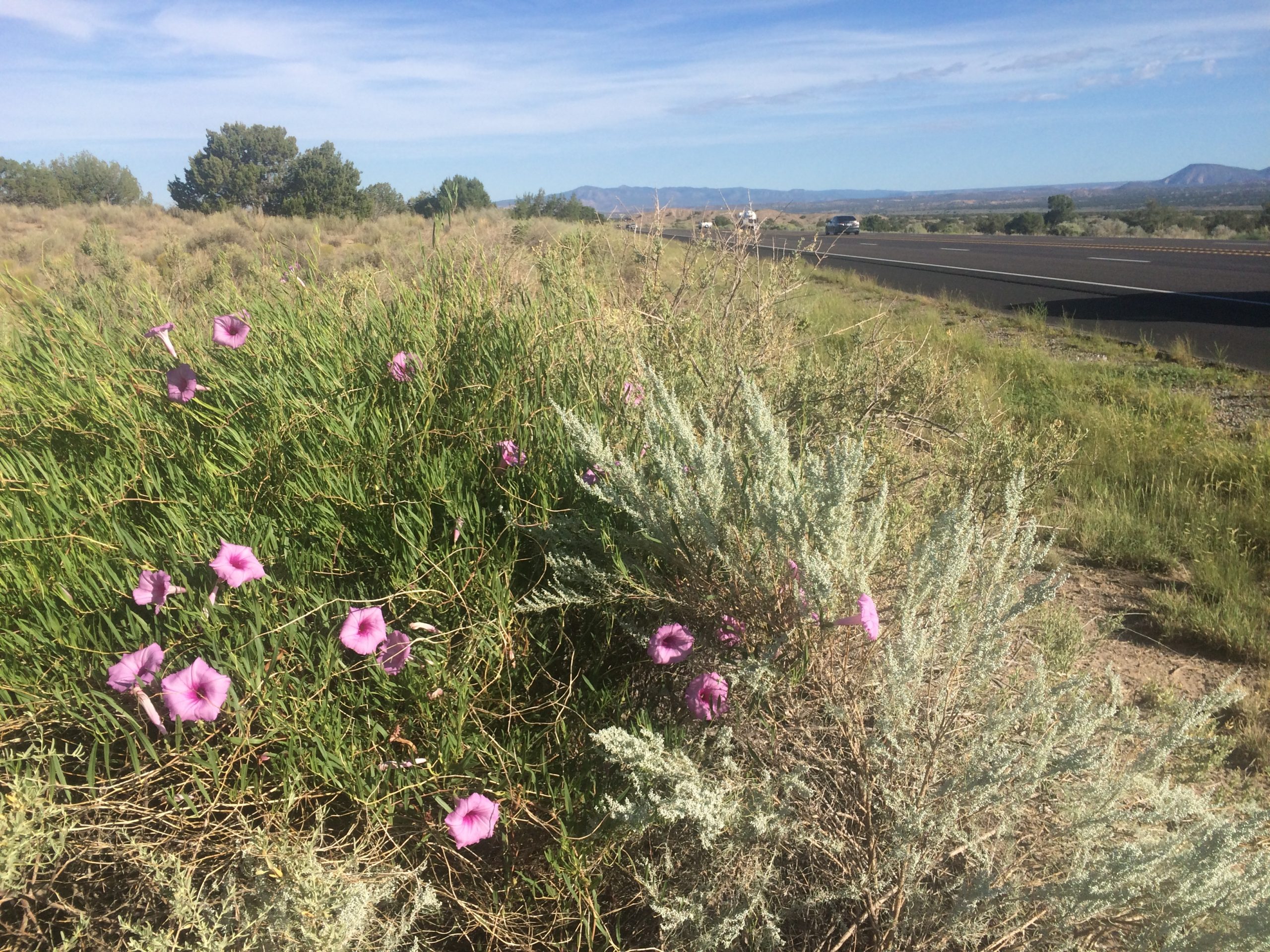 Public Involement Roadside with Desert Flowers Image