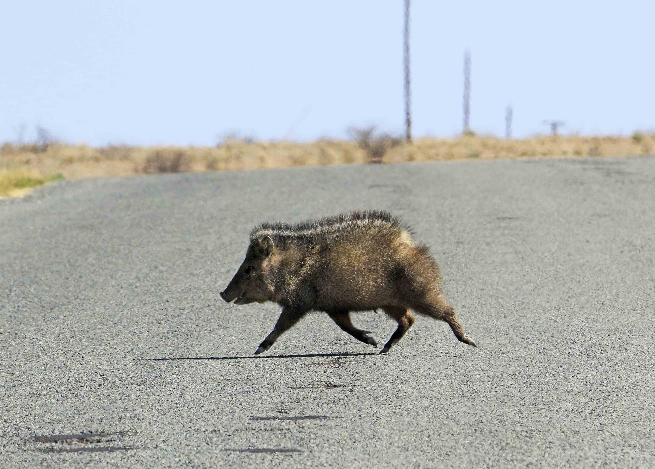 Javlina_inroadBootheel javlina crossing road