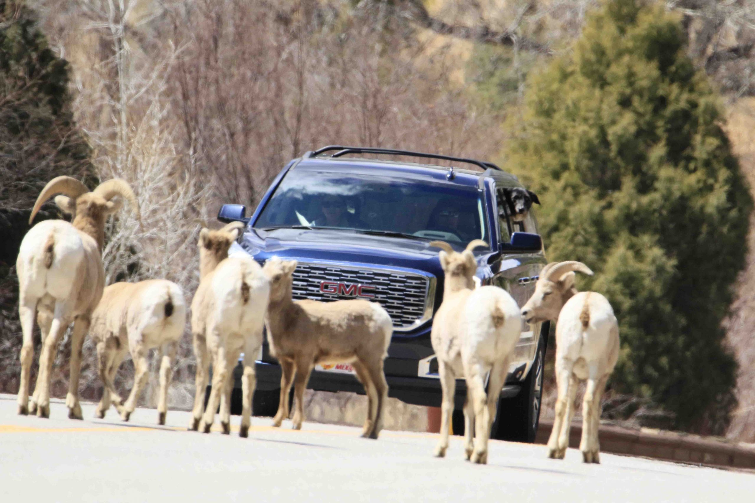 Rams and truck 