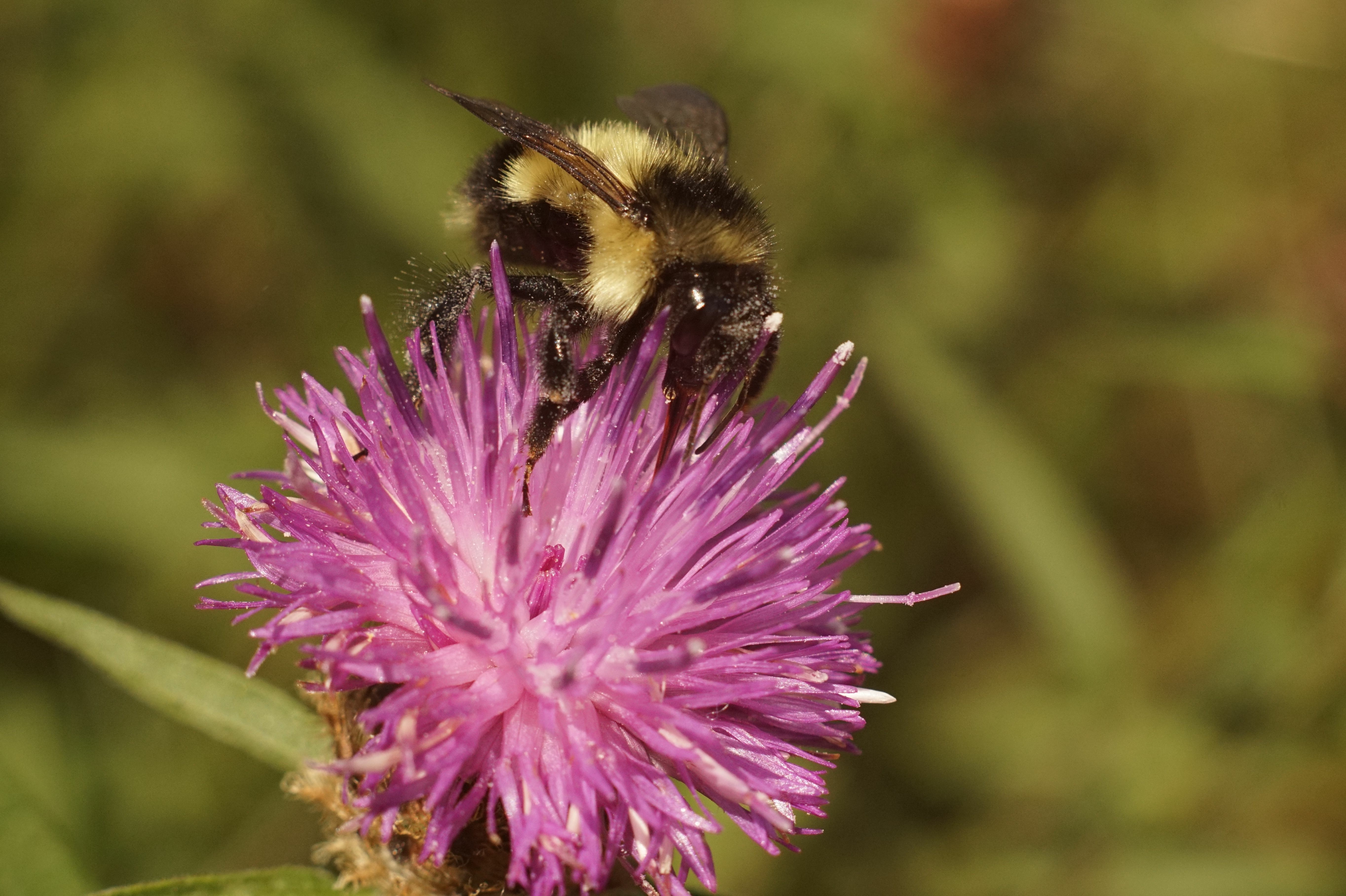 image shows a bee pollinating a native flower