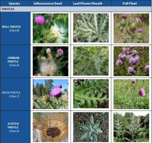 image shows a few of the noxious weeds that can be found in New Mexico