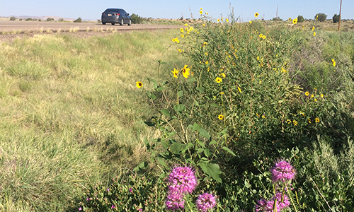 highway brush management image