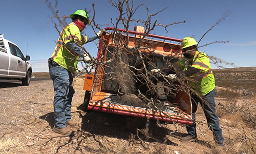 workers put branches into the back of maintenance truck as part of brush management activities. 